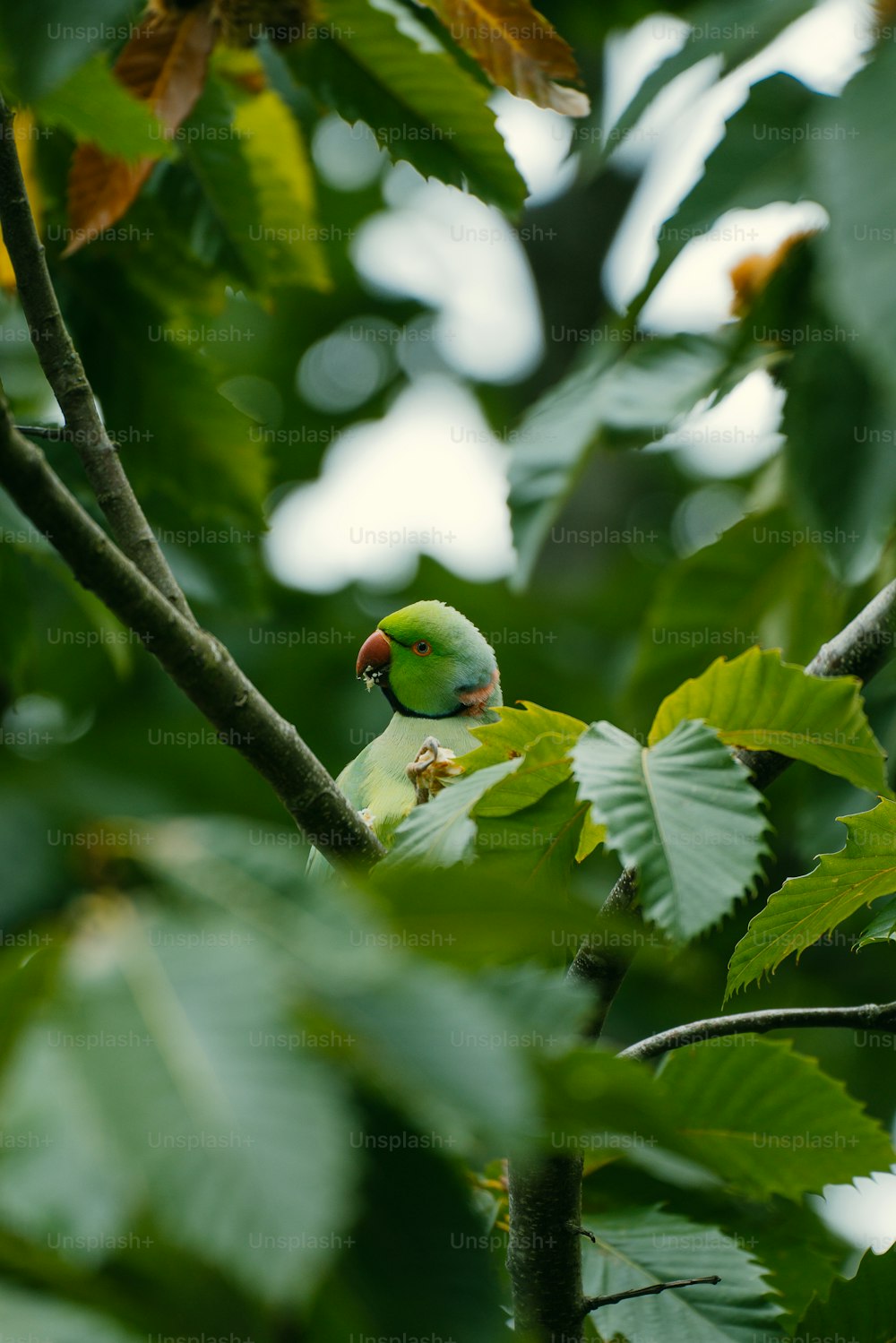 un oiseau vert perché sur une branche d’arbre