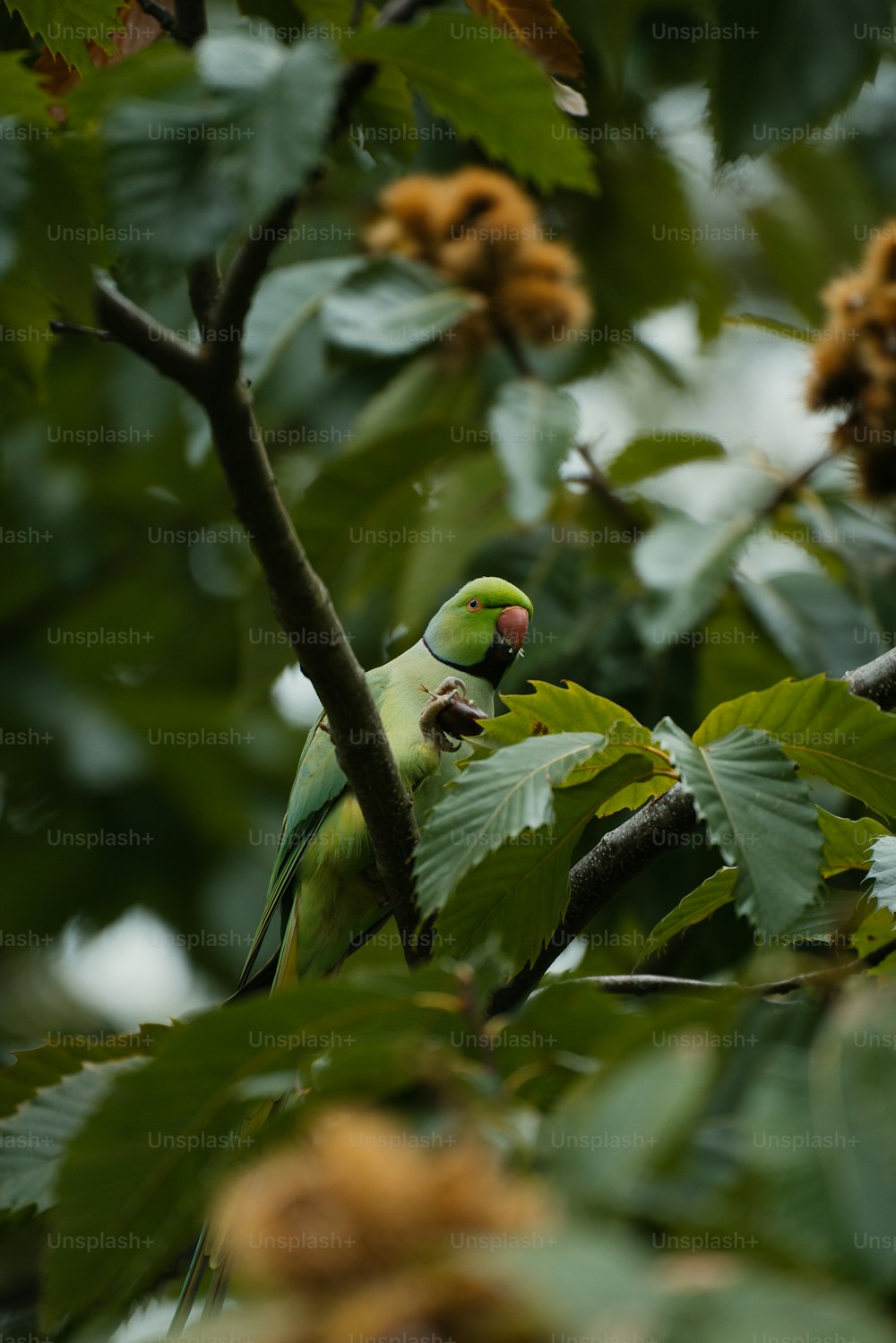 a green bird perched on a tree branch