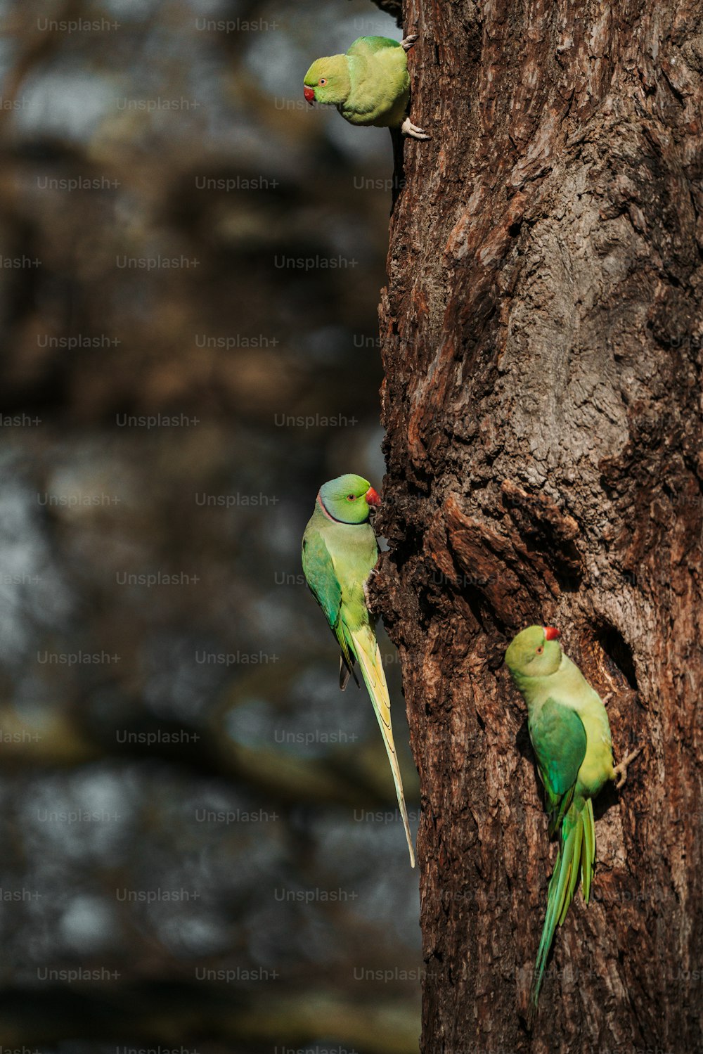 a couple of green birds standing on the side of a tree