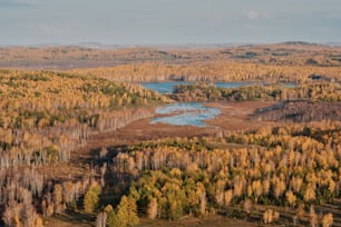 an aerial view of a forest with a lake in the middle