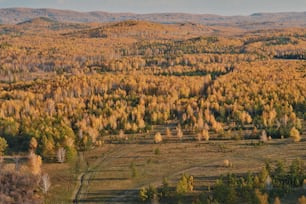 an aerial view of a forest with yellow trees