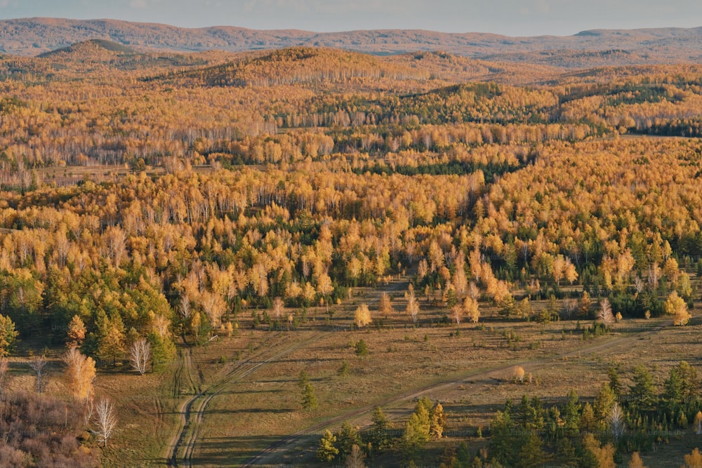 an aerial view of a forest with yellow trees