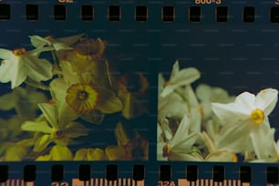 una striscia di pellicola con un mazzo di fiori