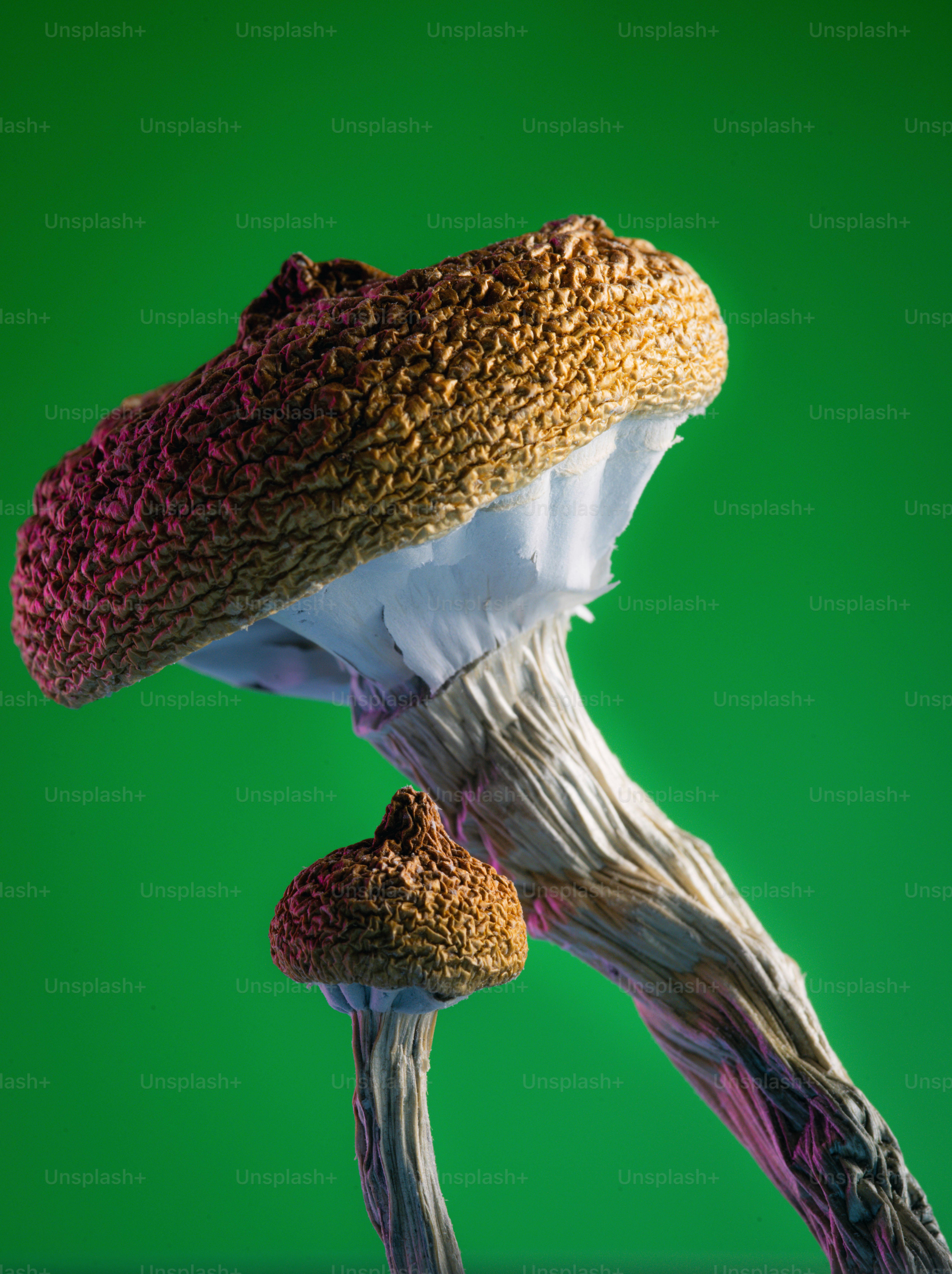 close-up jamur dengan latar belakang hijau