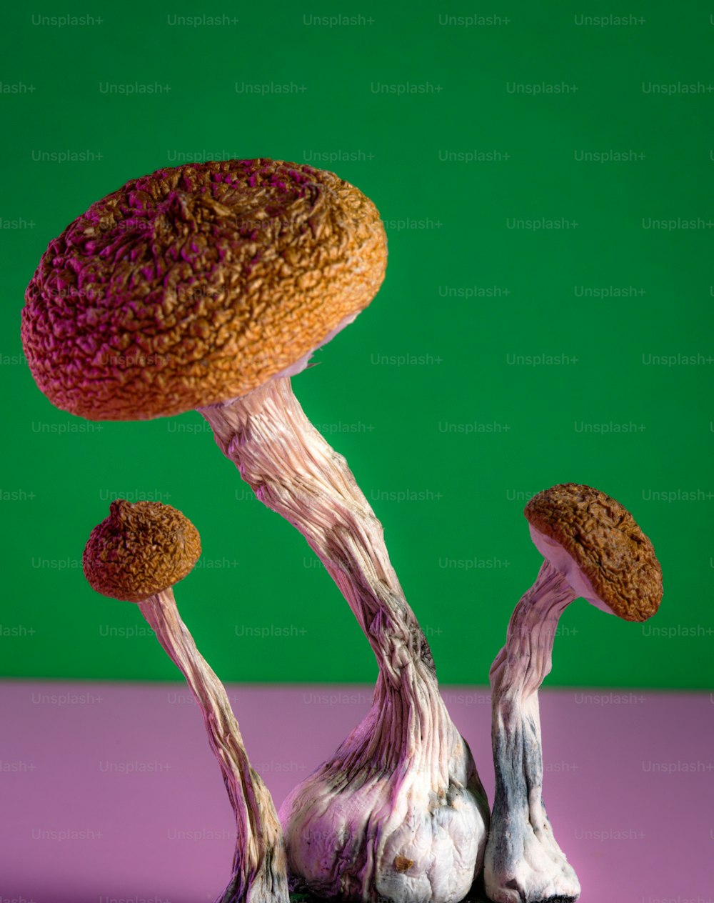 a couple of mushrooms sitting on top of a table