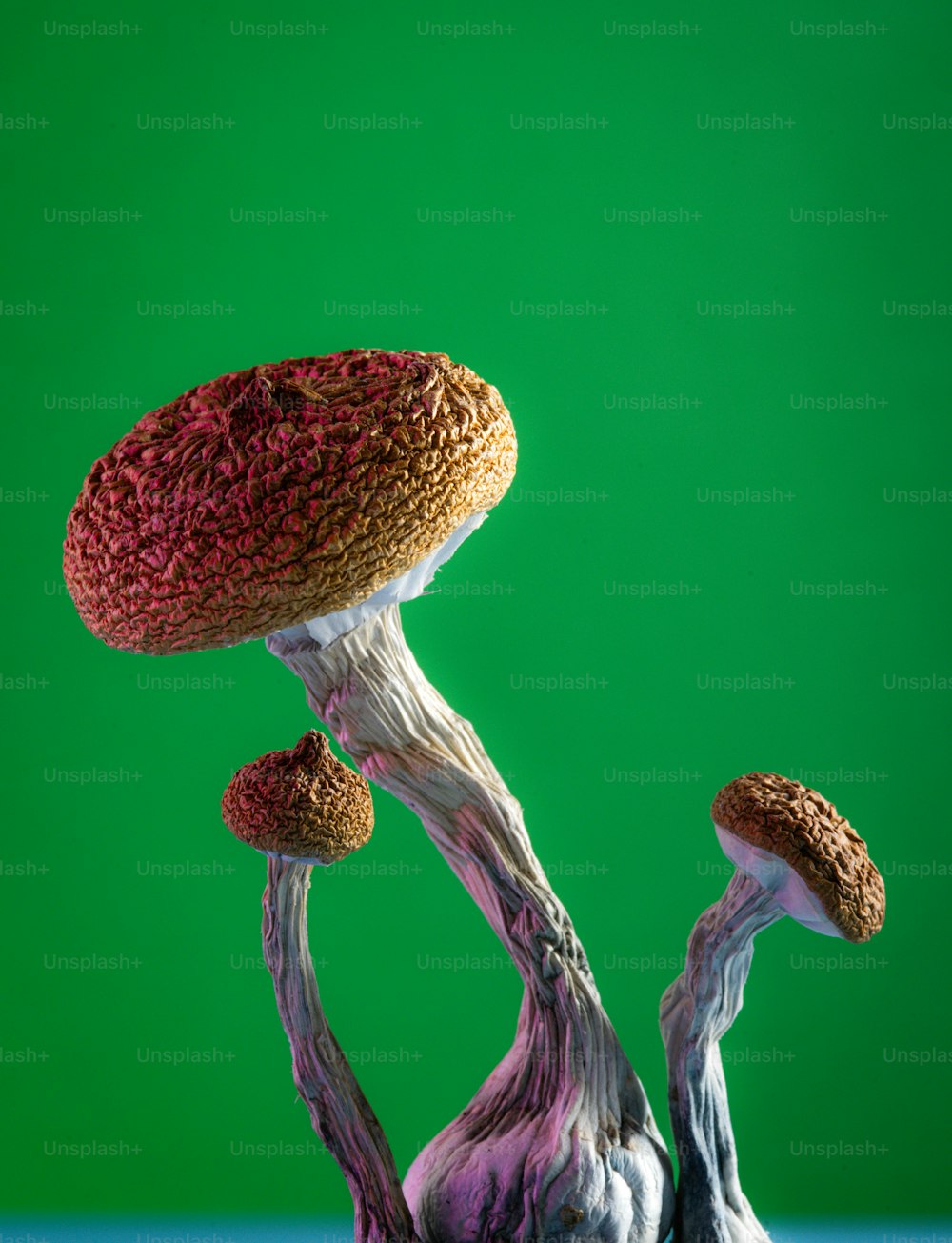 eine Nahaufnahme eines Pilzes auf grünem Hintergrund