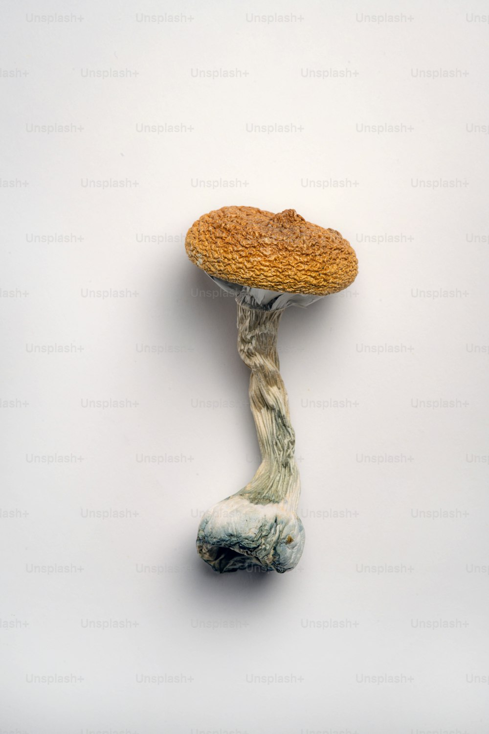 a small mushroom sitting on top of a piece of wood