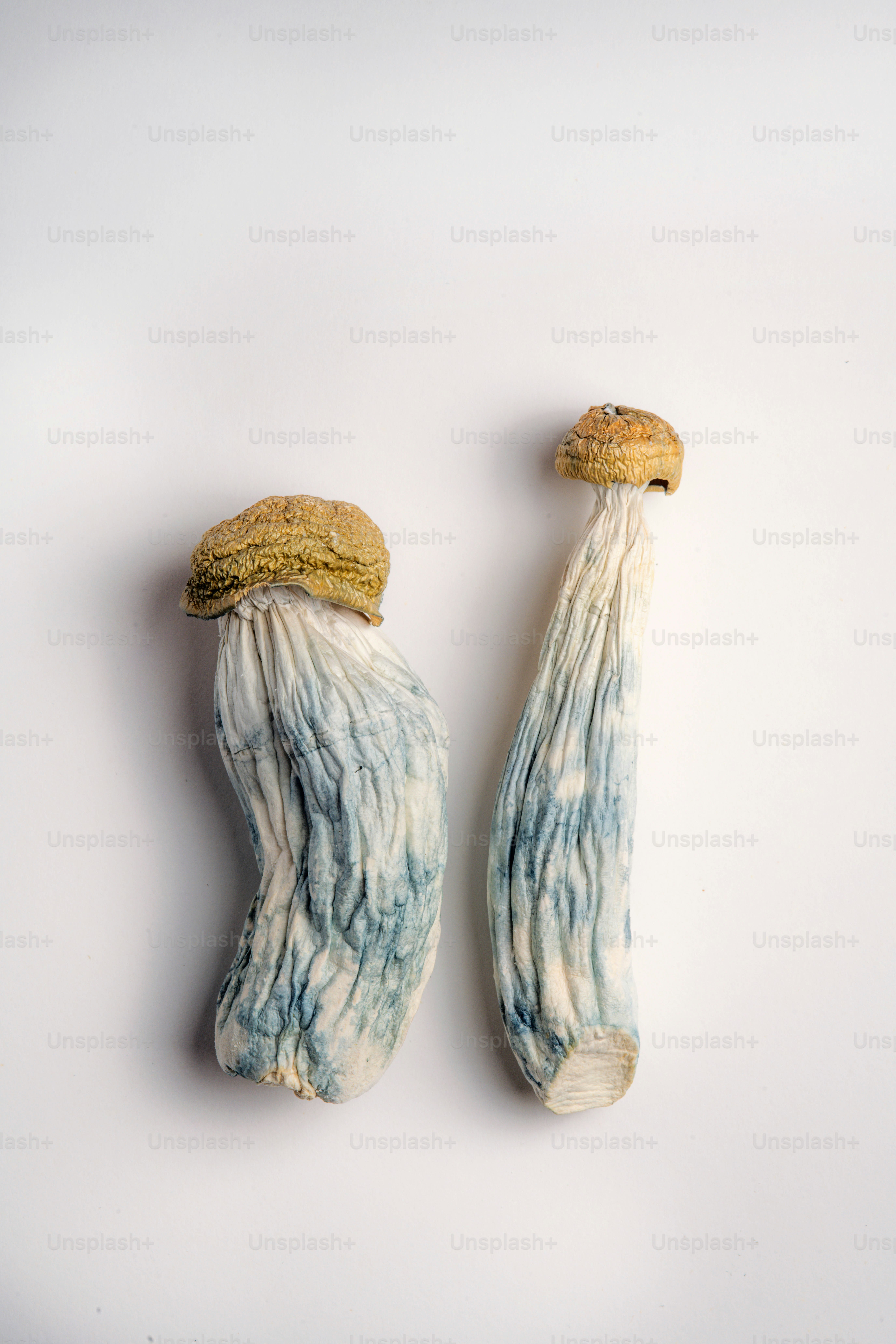Dried Magic Mushrooms Laws Worldwide: Regulations & Classifications