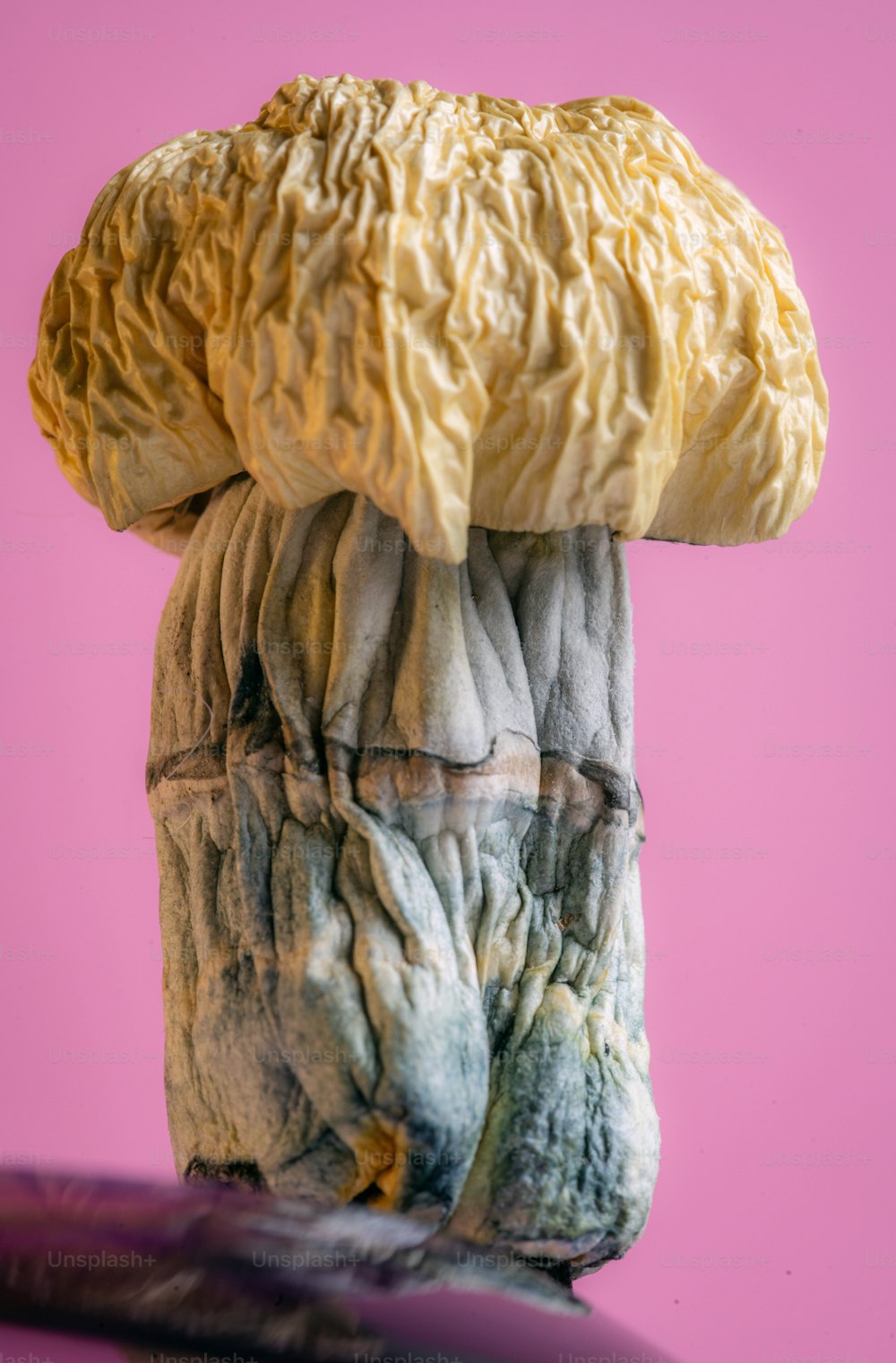 a close up of a mushroom on a pink background