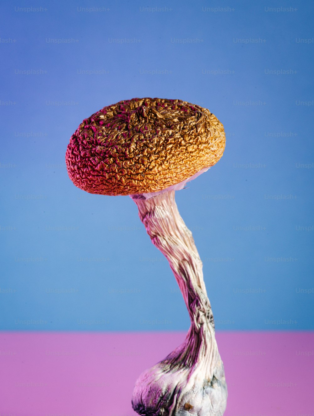 Un primo piano di un fungo su uno sfondo rosa e blu