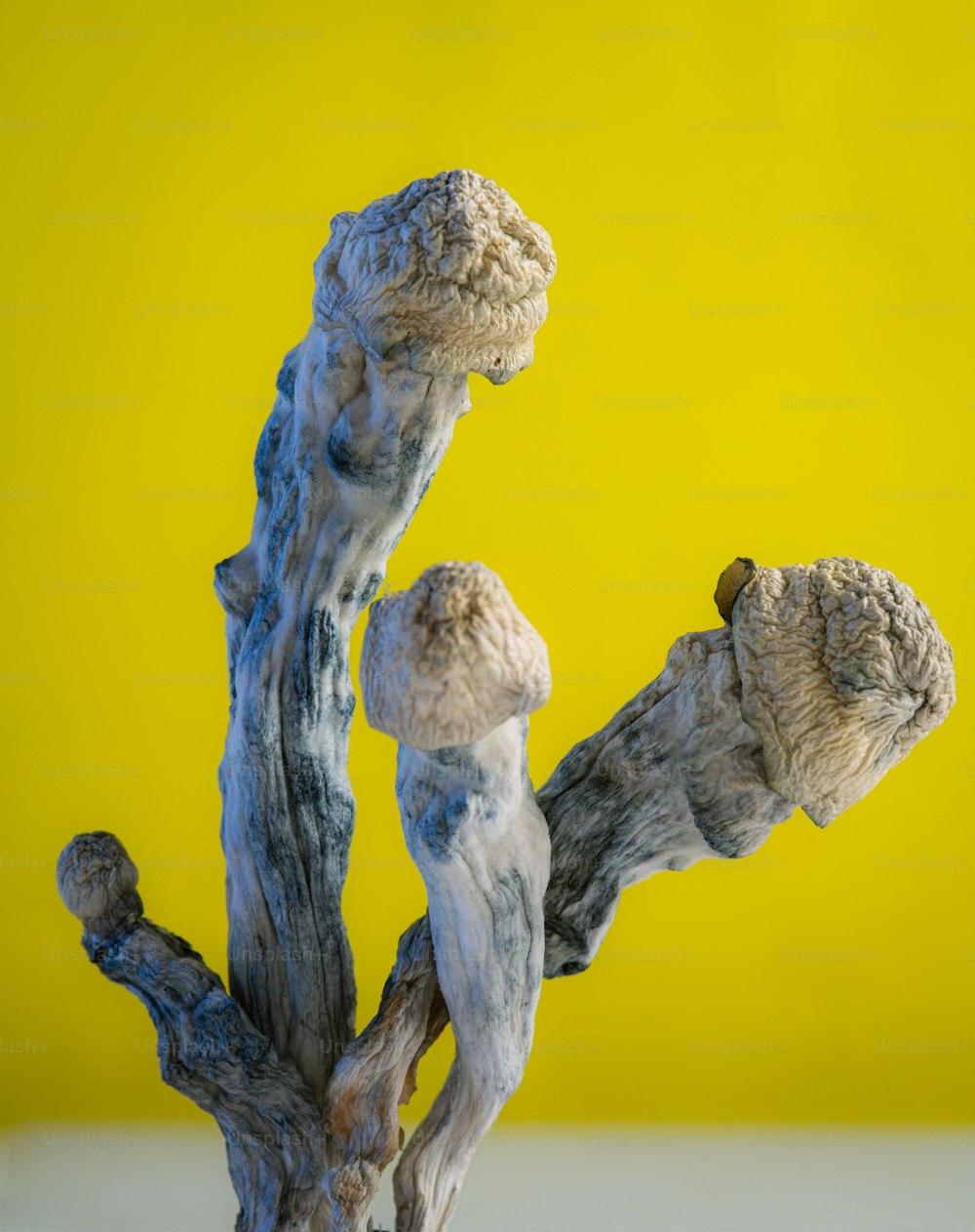una escultura de la rama de un árbol sobre un fondo amarillo