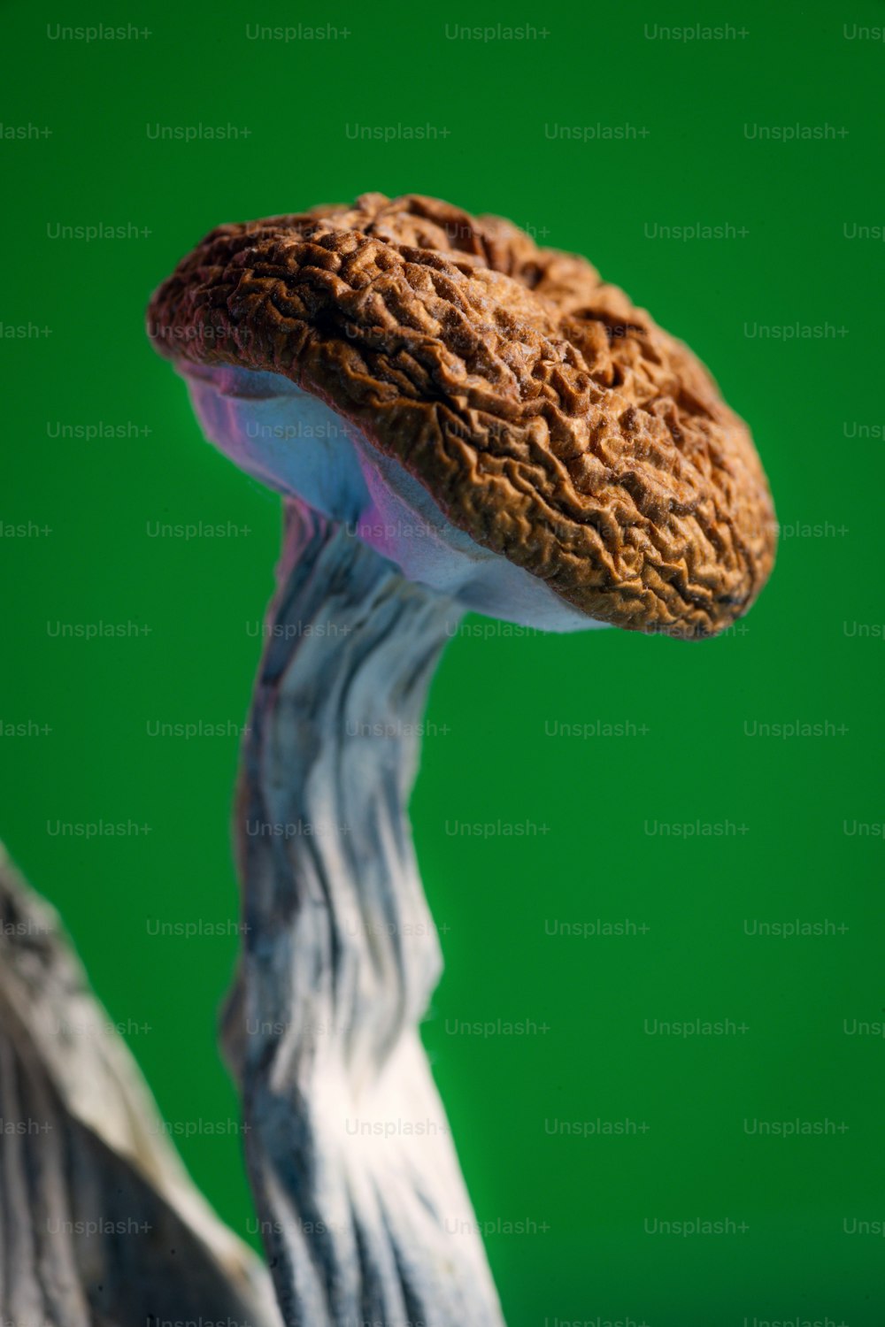 a close up of a mushroom on a green background