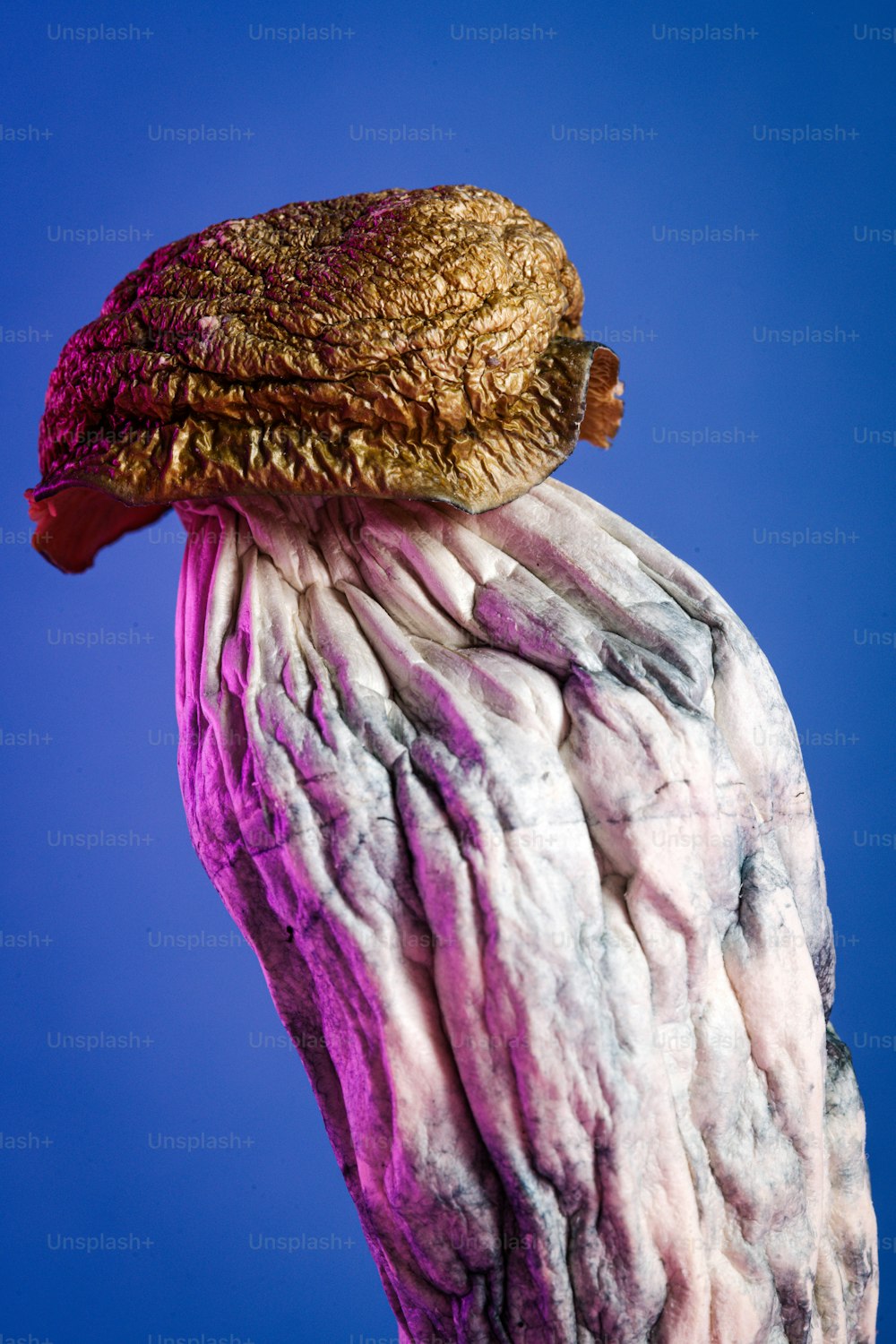 a close up of a bird's head with a blue sky in the background