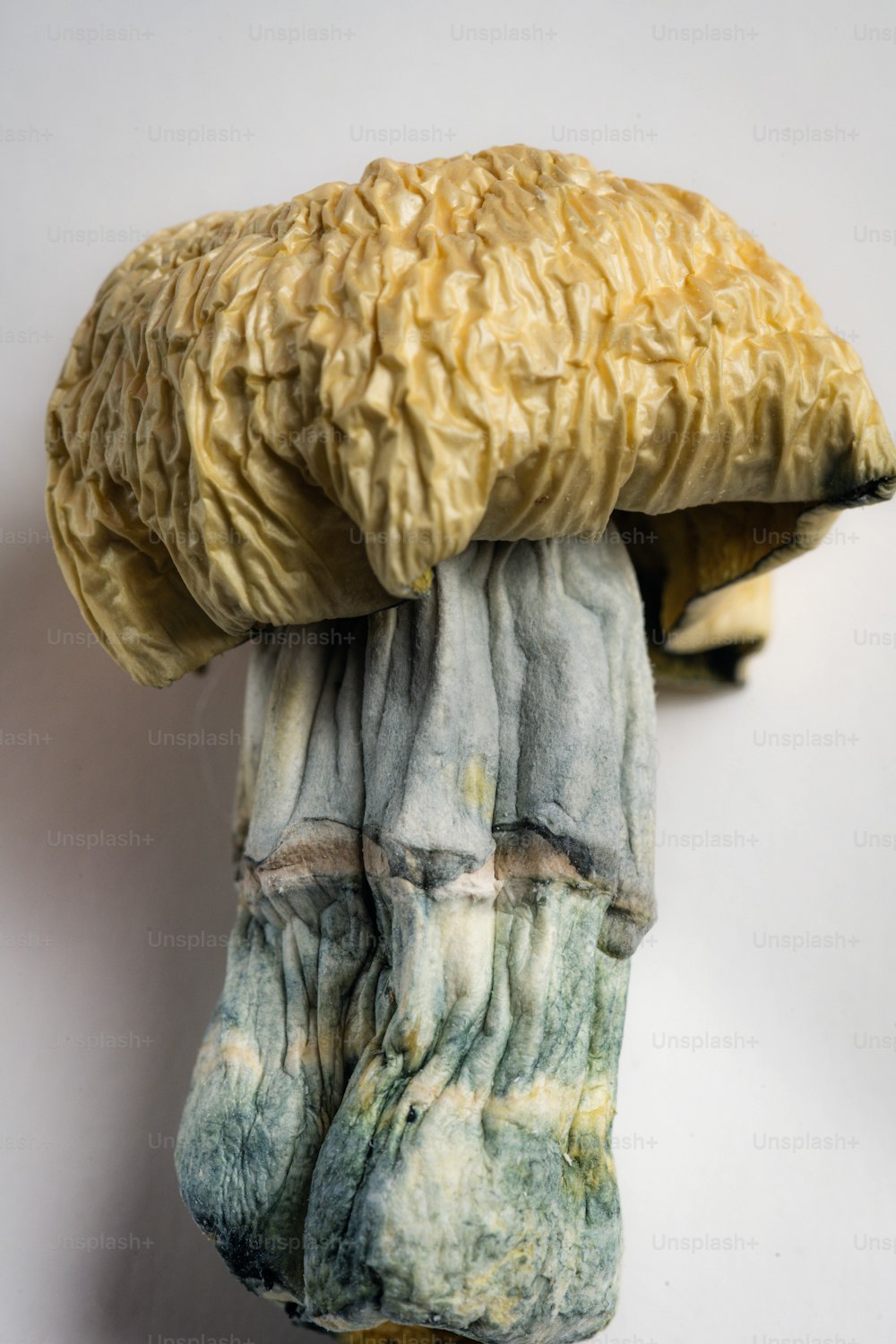 a close up of a mushroom on a wall