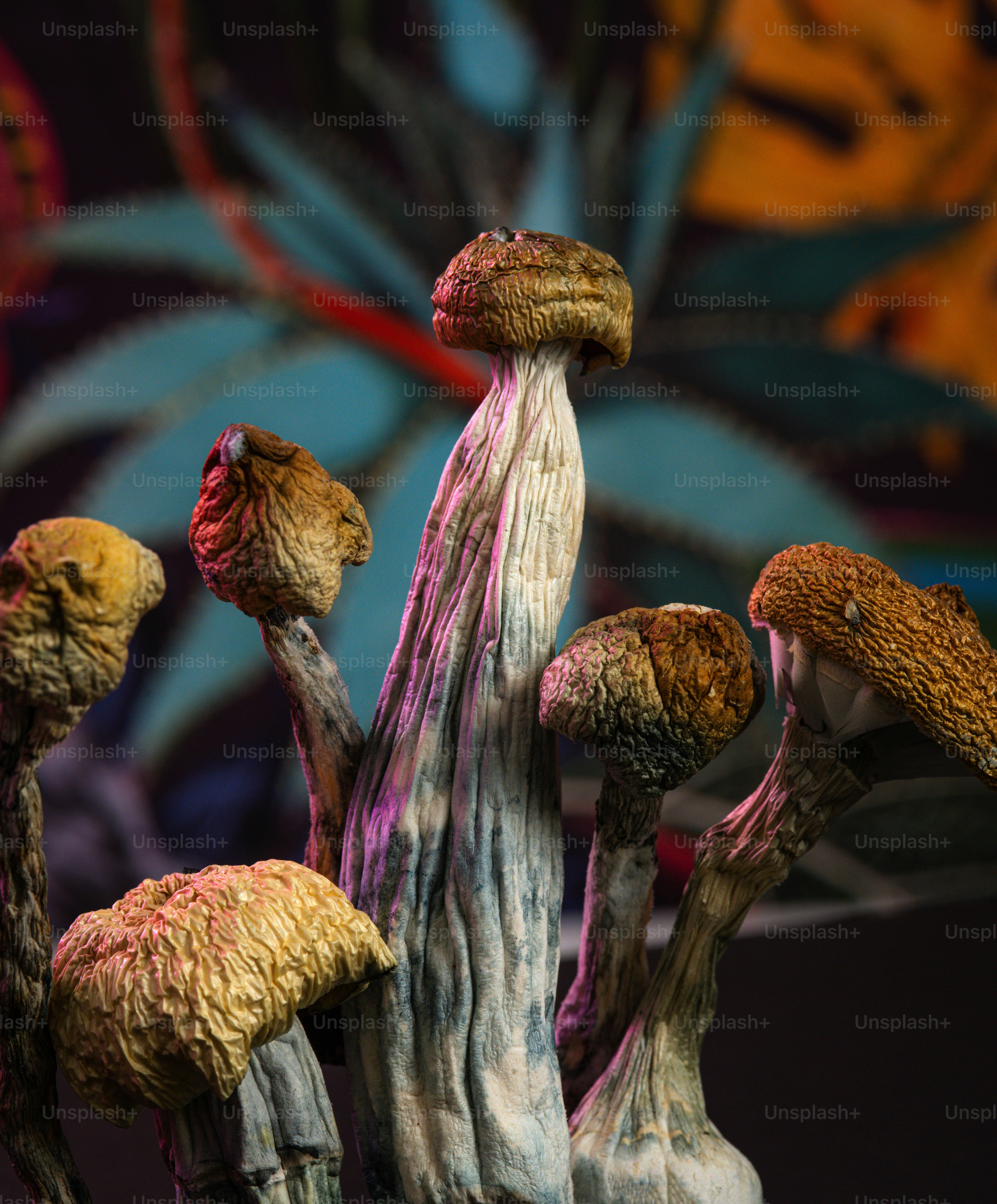 a group of mushrooms sitting on top of a table