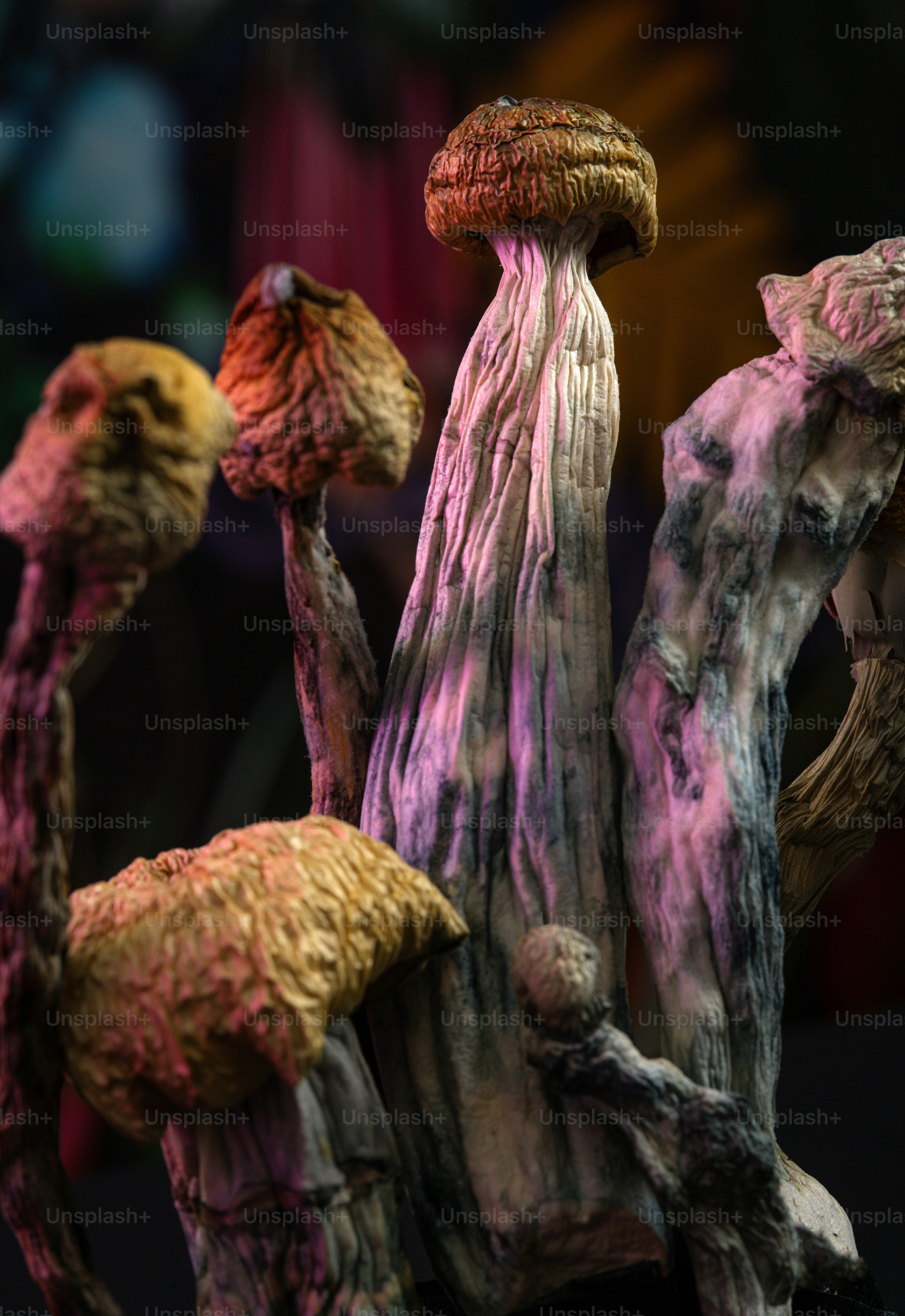 a group of mushrooms sitting on top of each other