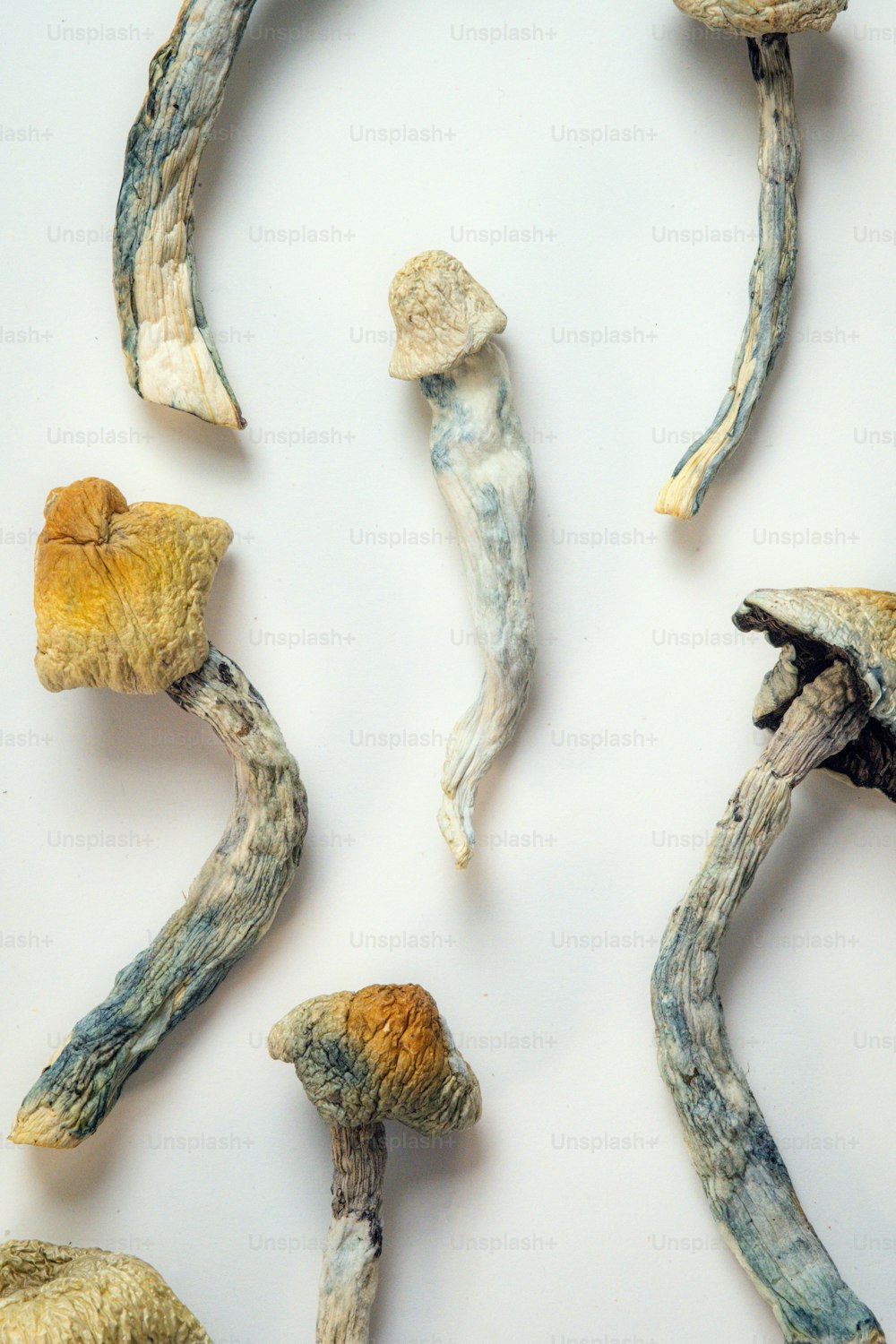 a group of different types of mushrooms on a white surface