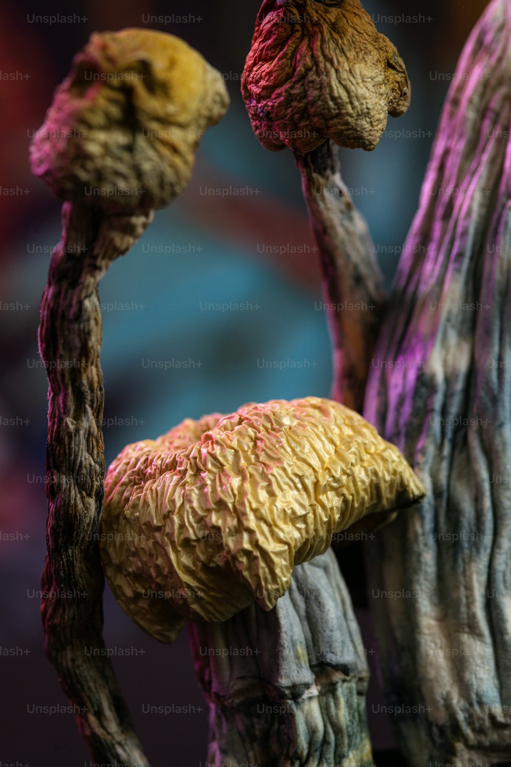 a close up of a mushroom on a tree