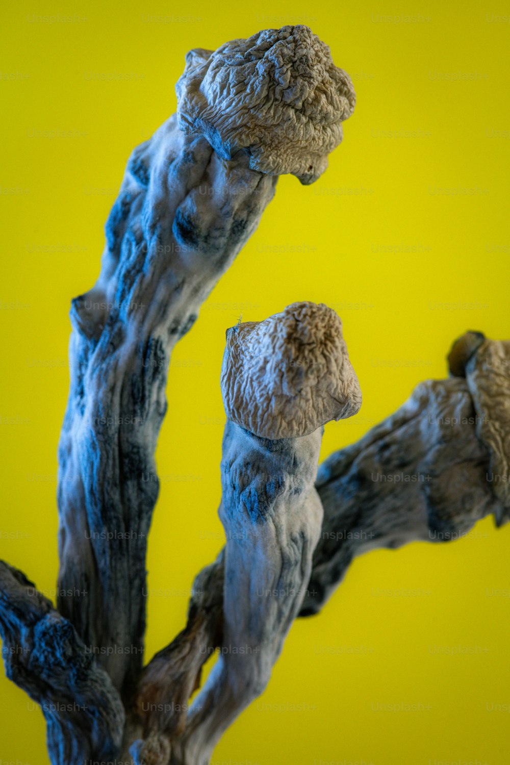 um close up de um galho de árvore com um fundo amarelo