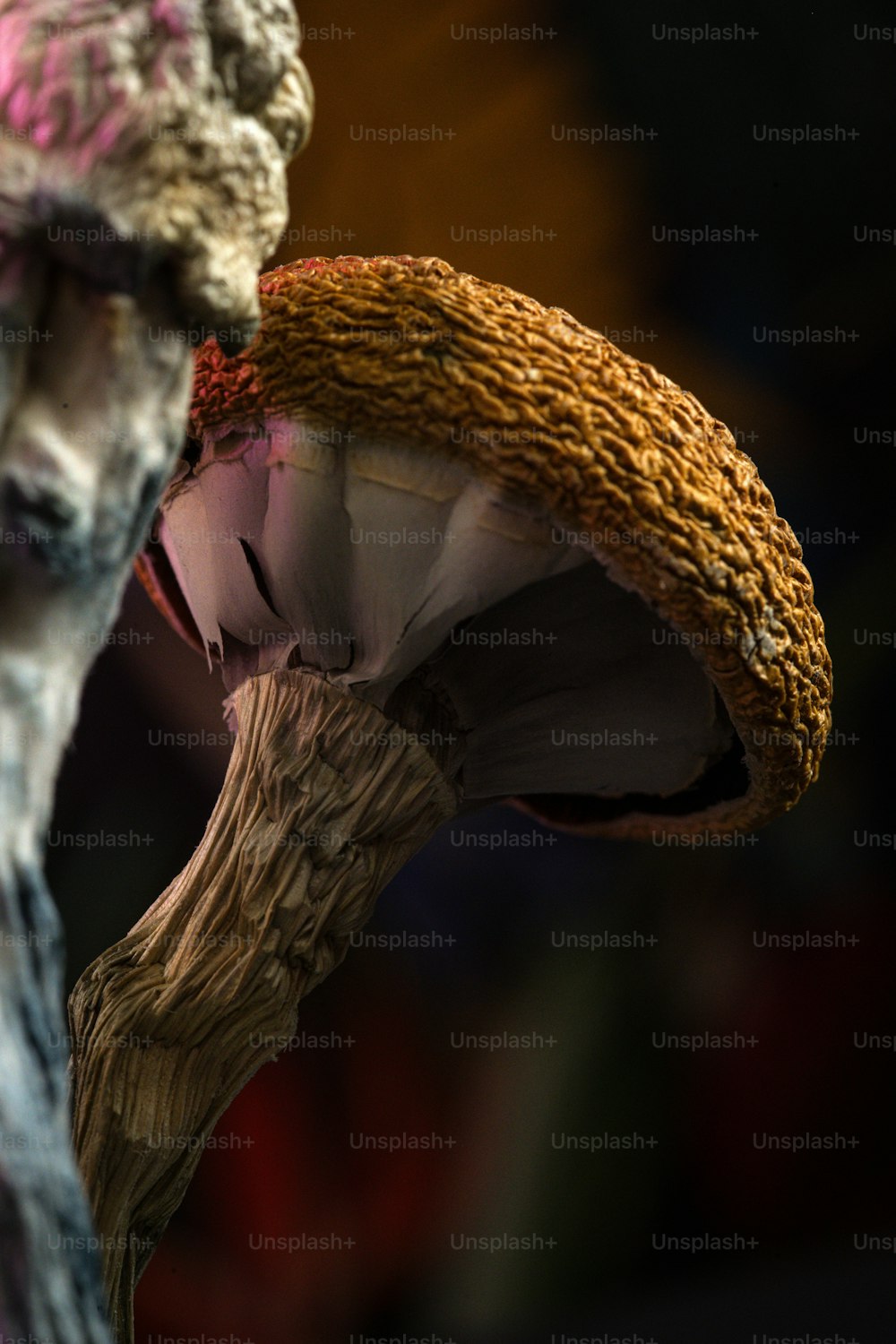 um close up de um cogumelo com um fundo desfocado
