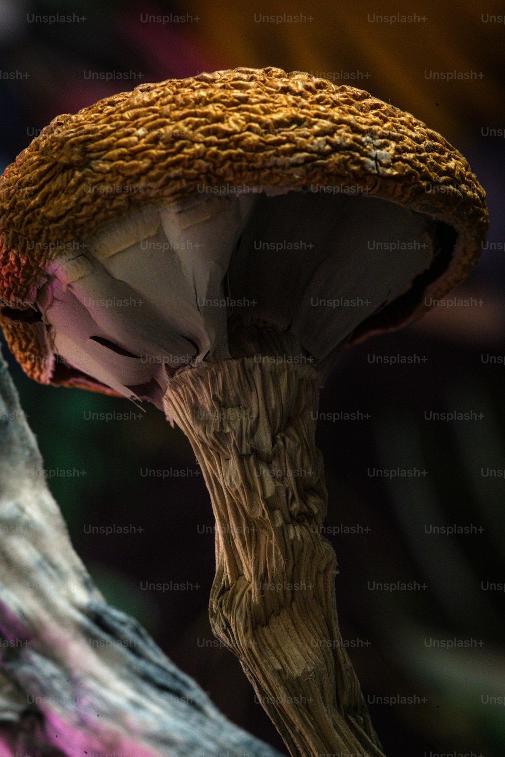 Eine Nahaufnahme eines Pilzes mit verschwommenem Hintergrund