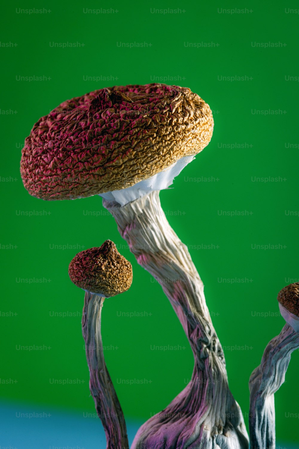 um close up de um cogumelo em um fundo verde