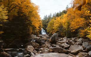 a river running through a forest filled with lots of rocks