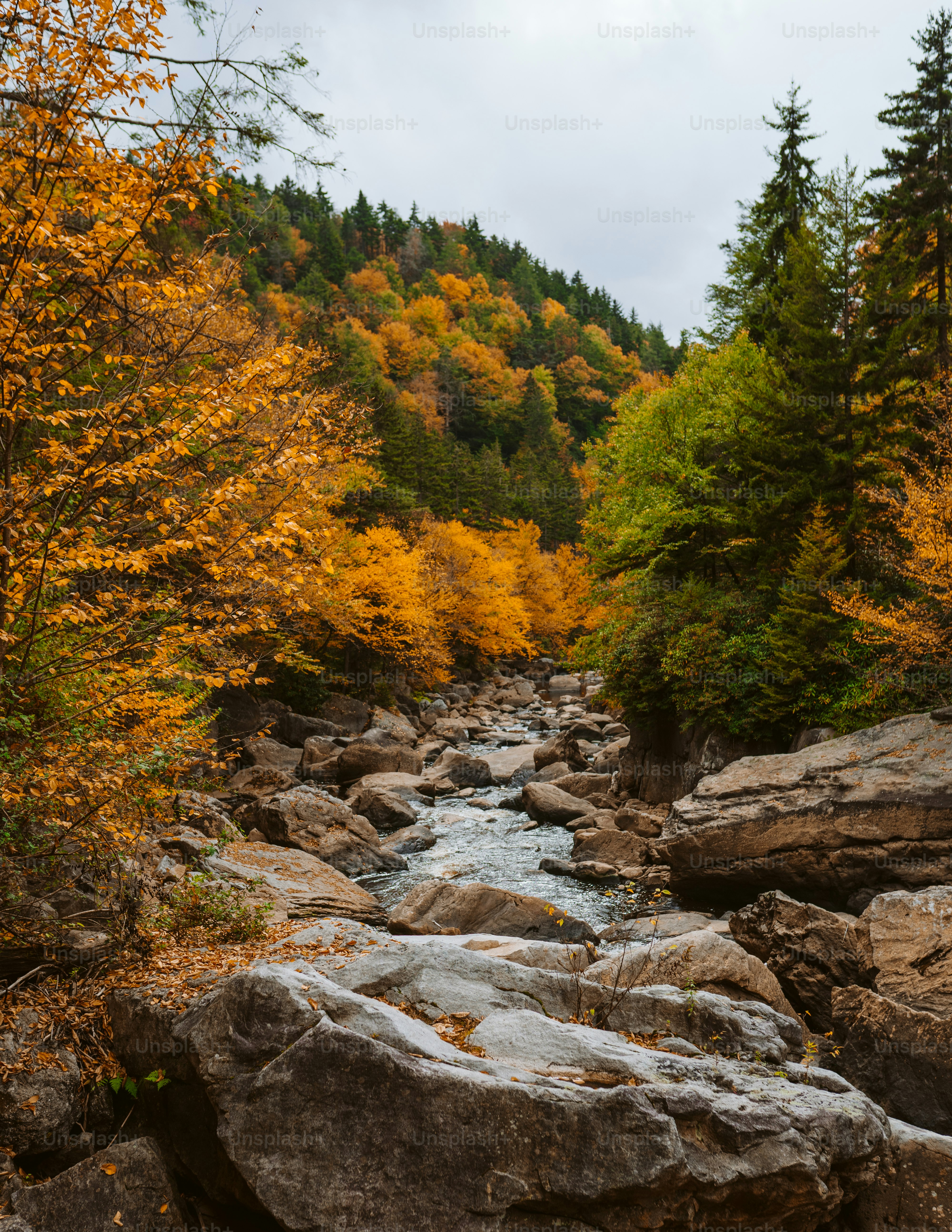 Virginia, Queensland
