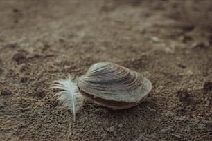 砂の上に羽が付いた貝殻