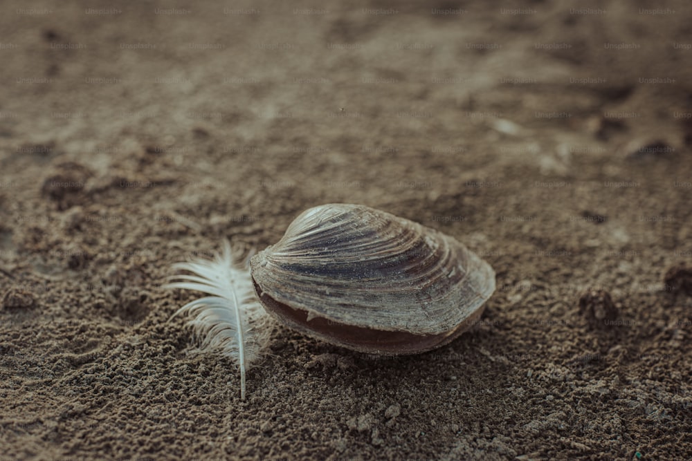 una concha con una pluma en la arena