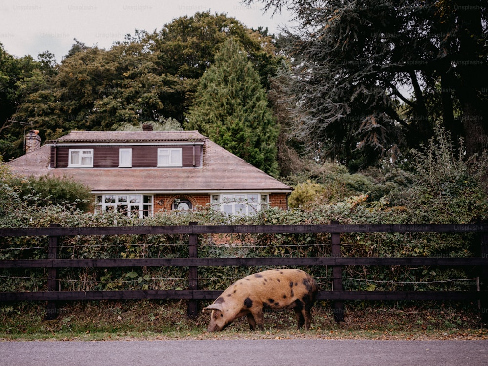 un cerdo que está parado en la hierba
