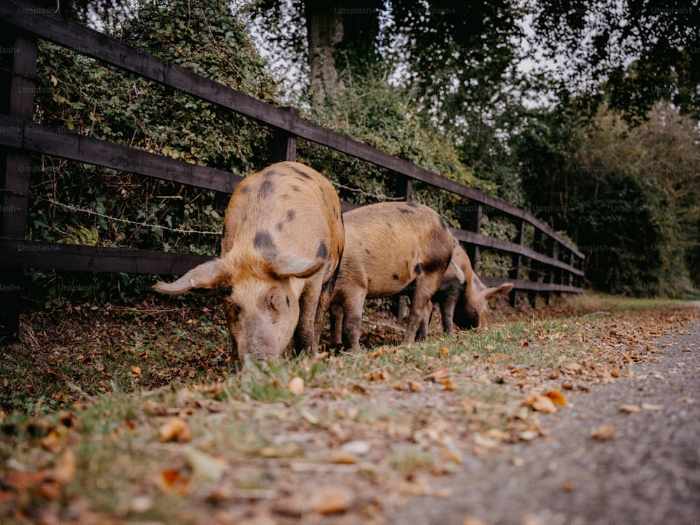 a couple of cows standing next to a wooden fence