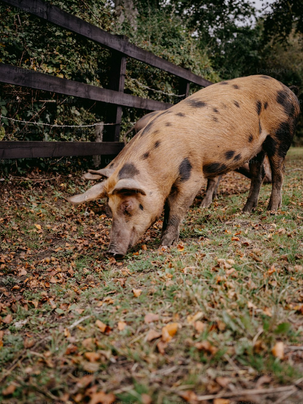 un cerdo marrón y negro de pie en la cima de un exuberante campo verde