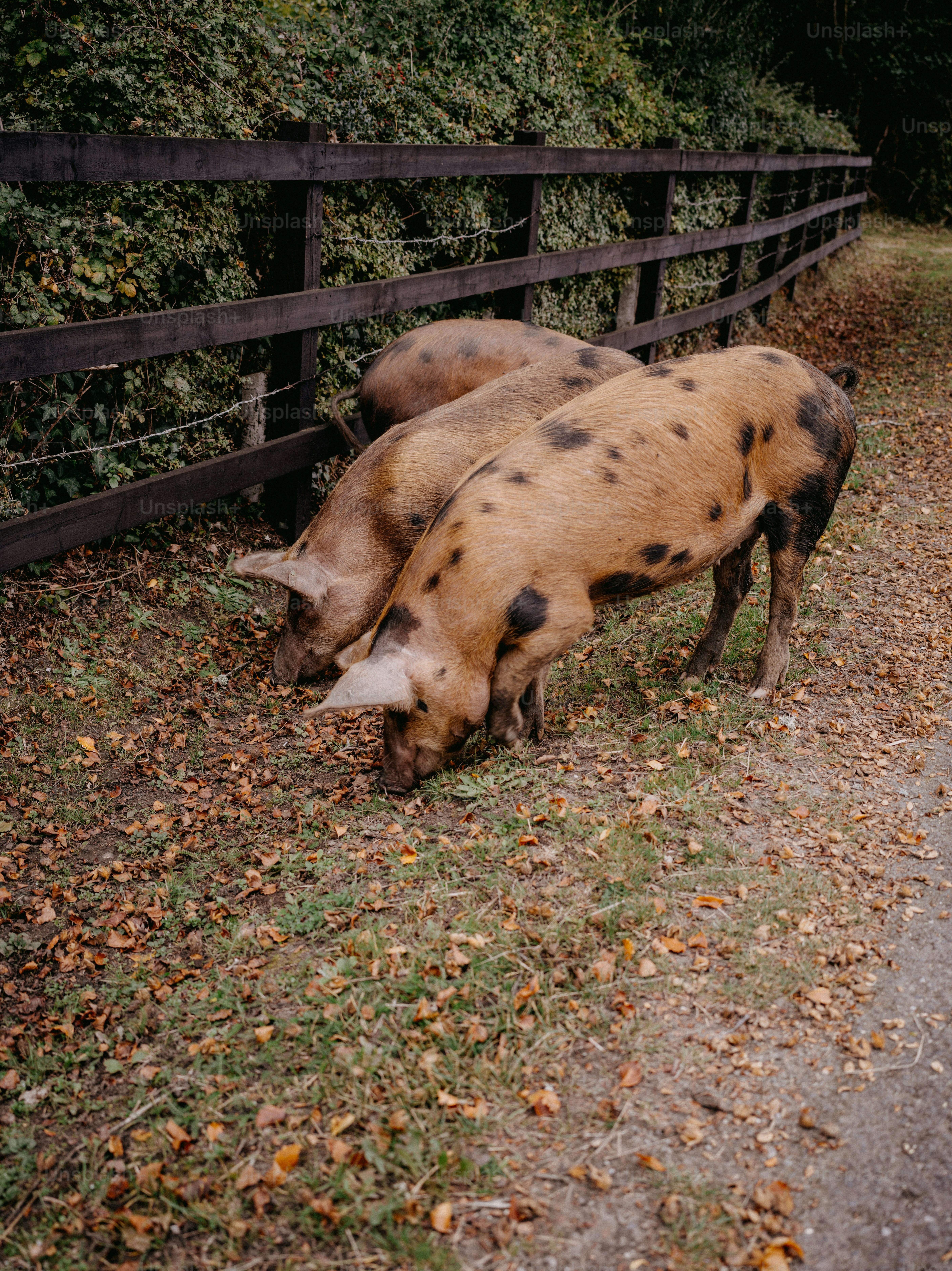 a couple of pigs that are standing in the grass