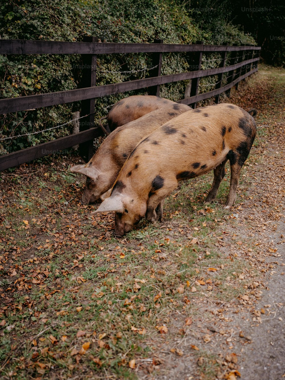 a couple of pigs that are standing in the grass