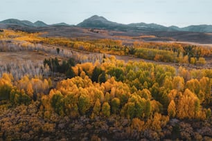 an aerial view of a forest with yellow and green trees