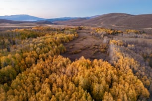 an aerial view of a forest with yellow and green trees