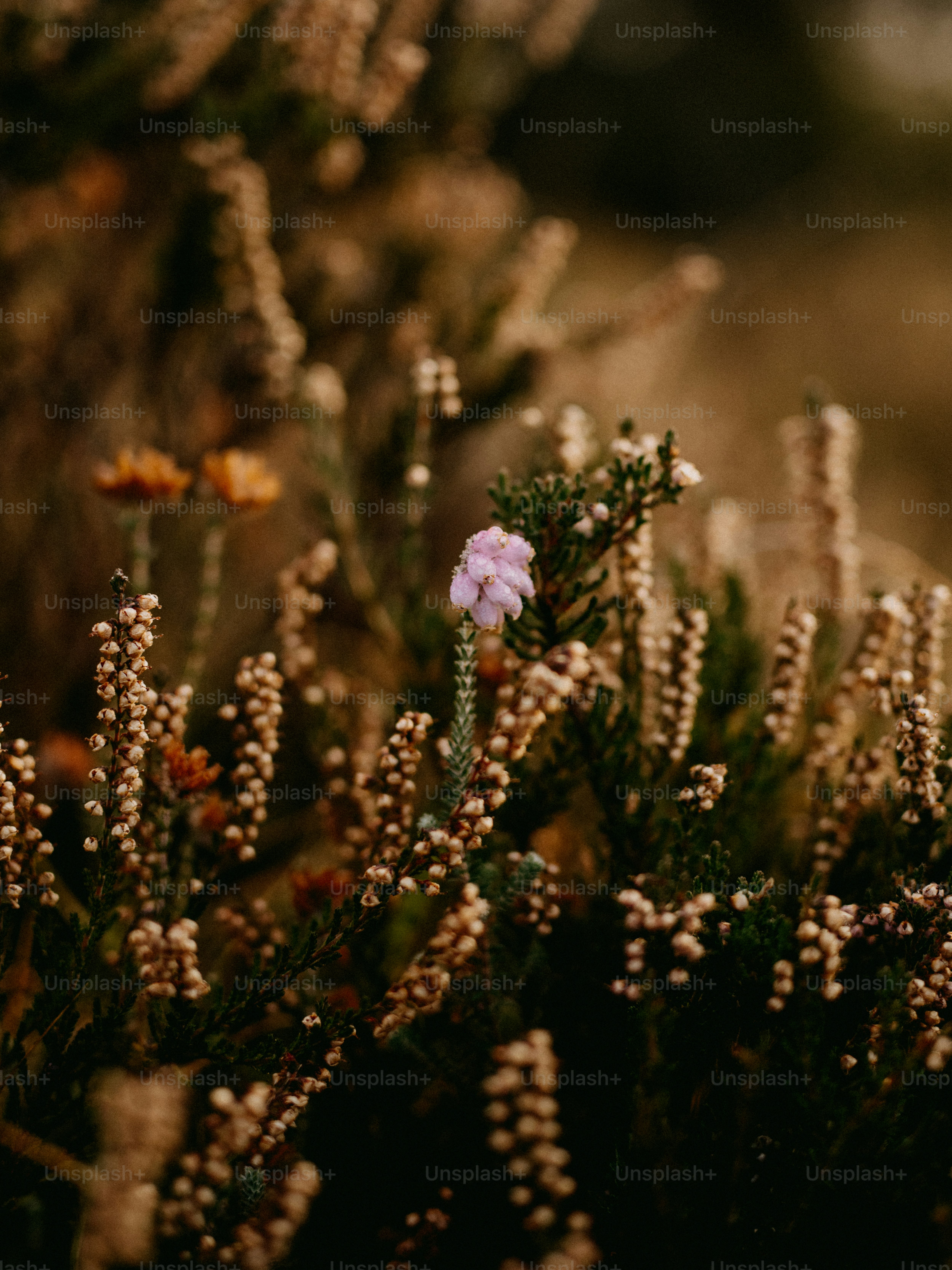 a close up of a flower on a plant