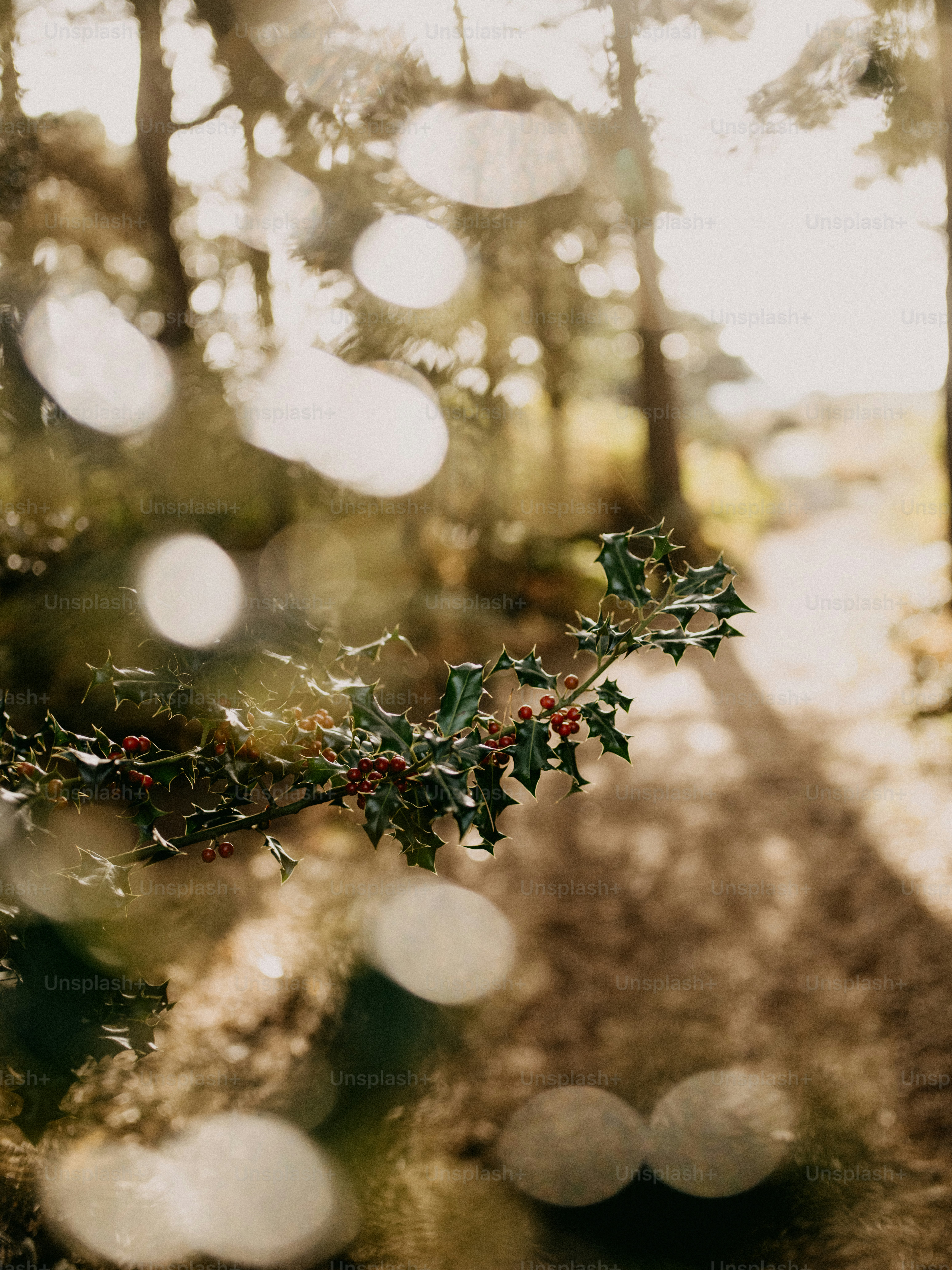 ベリーが乗った木の枝のクローズアップ