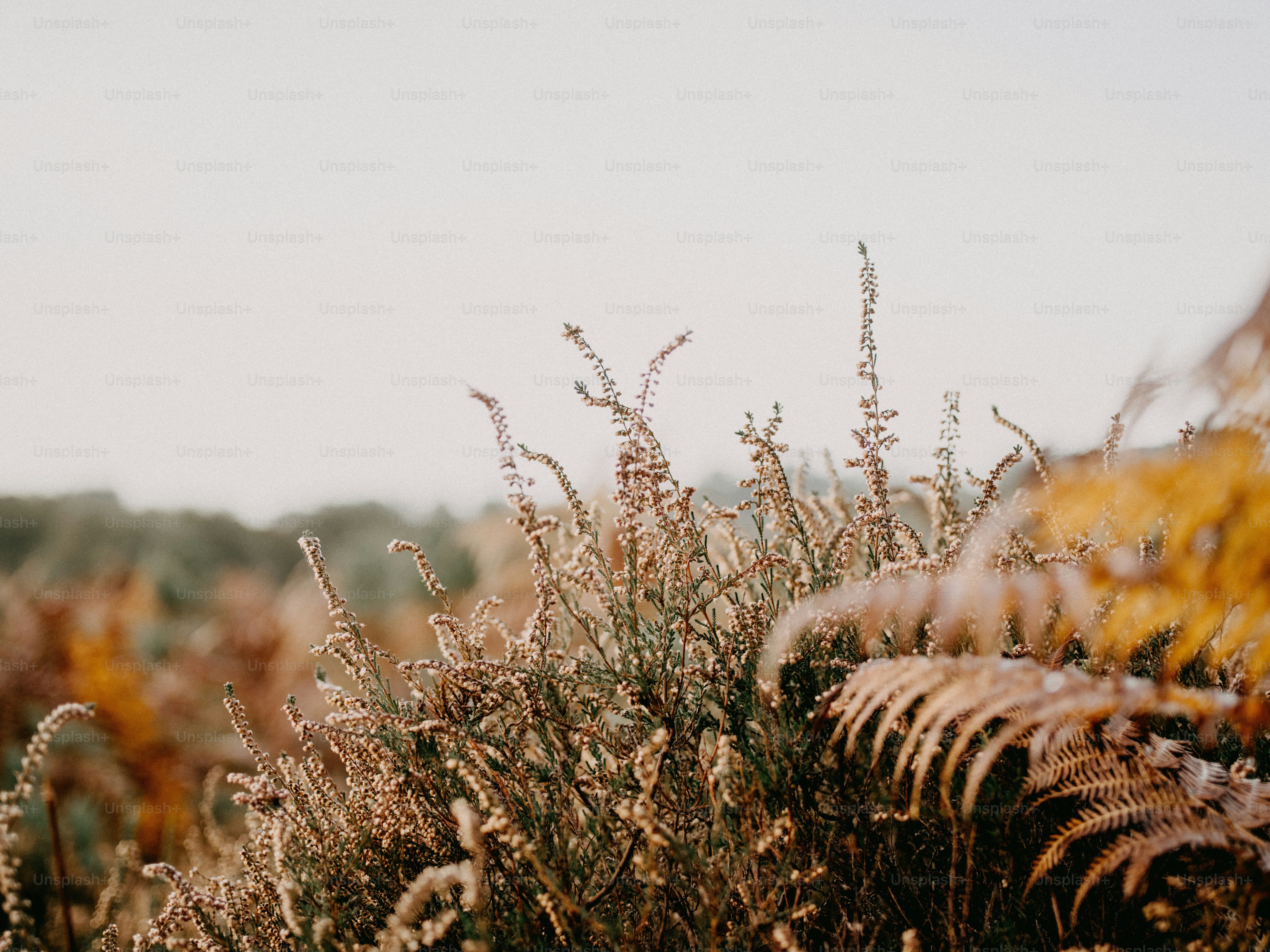 a bush with lots of brown and yellow flowers