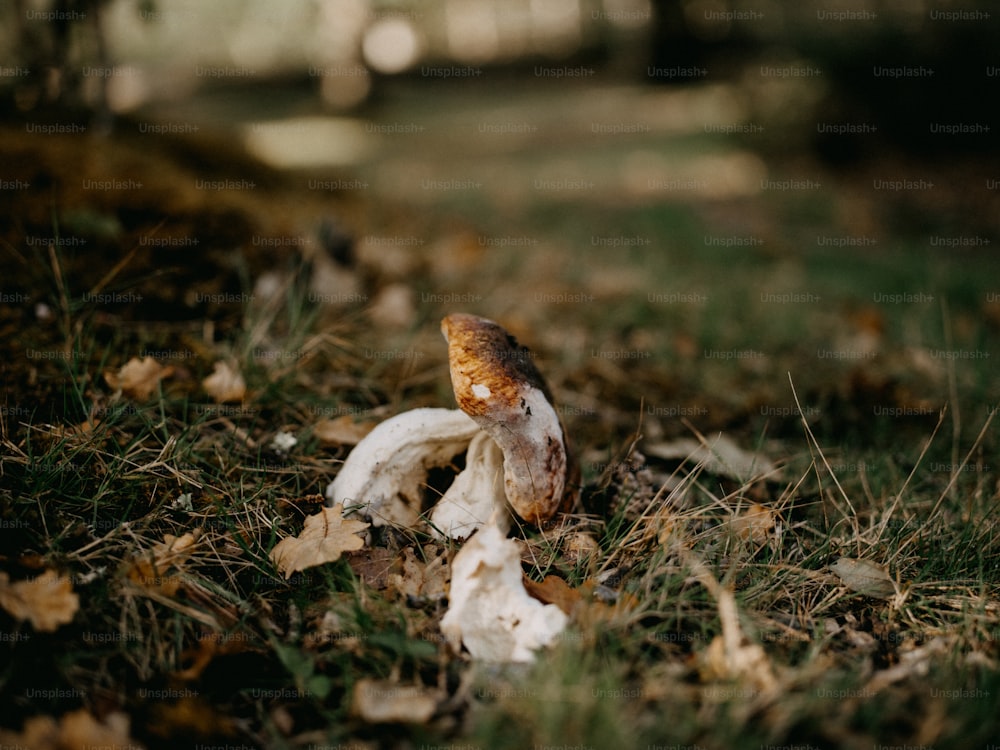 um close up de um cogumelo no chão