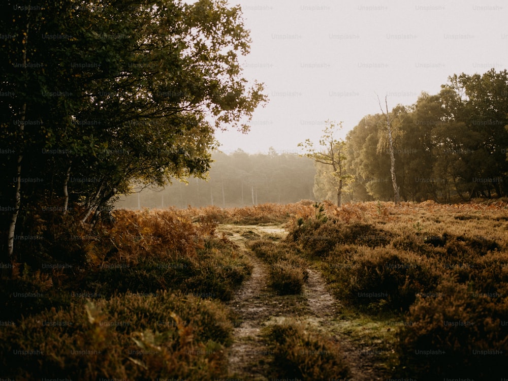 Un camino en medio de un campo cubierto de hierba