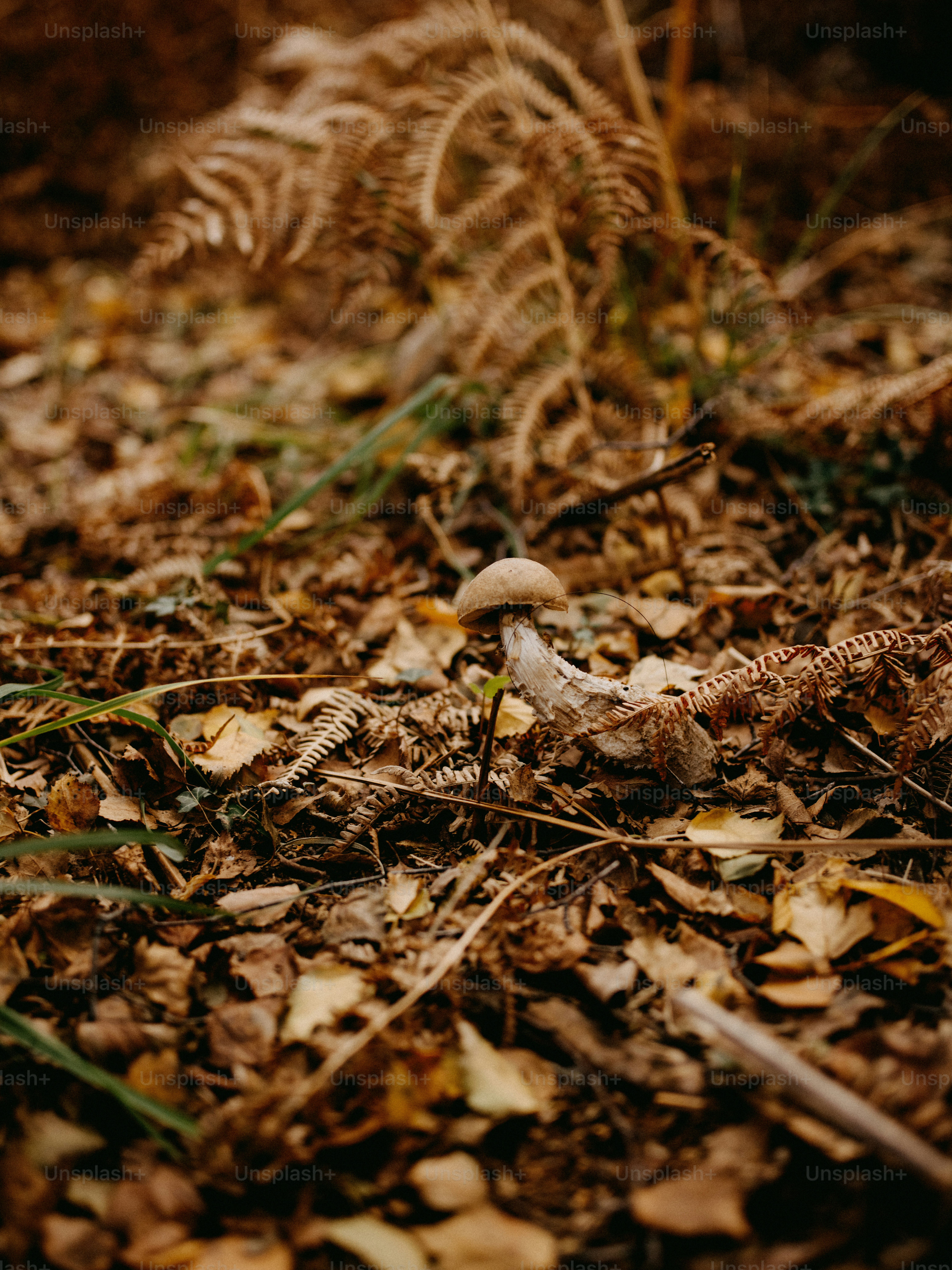 a mushroom sitting on the ground surrounded by leaves