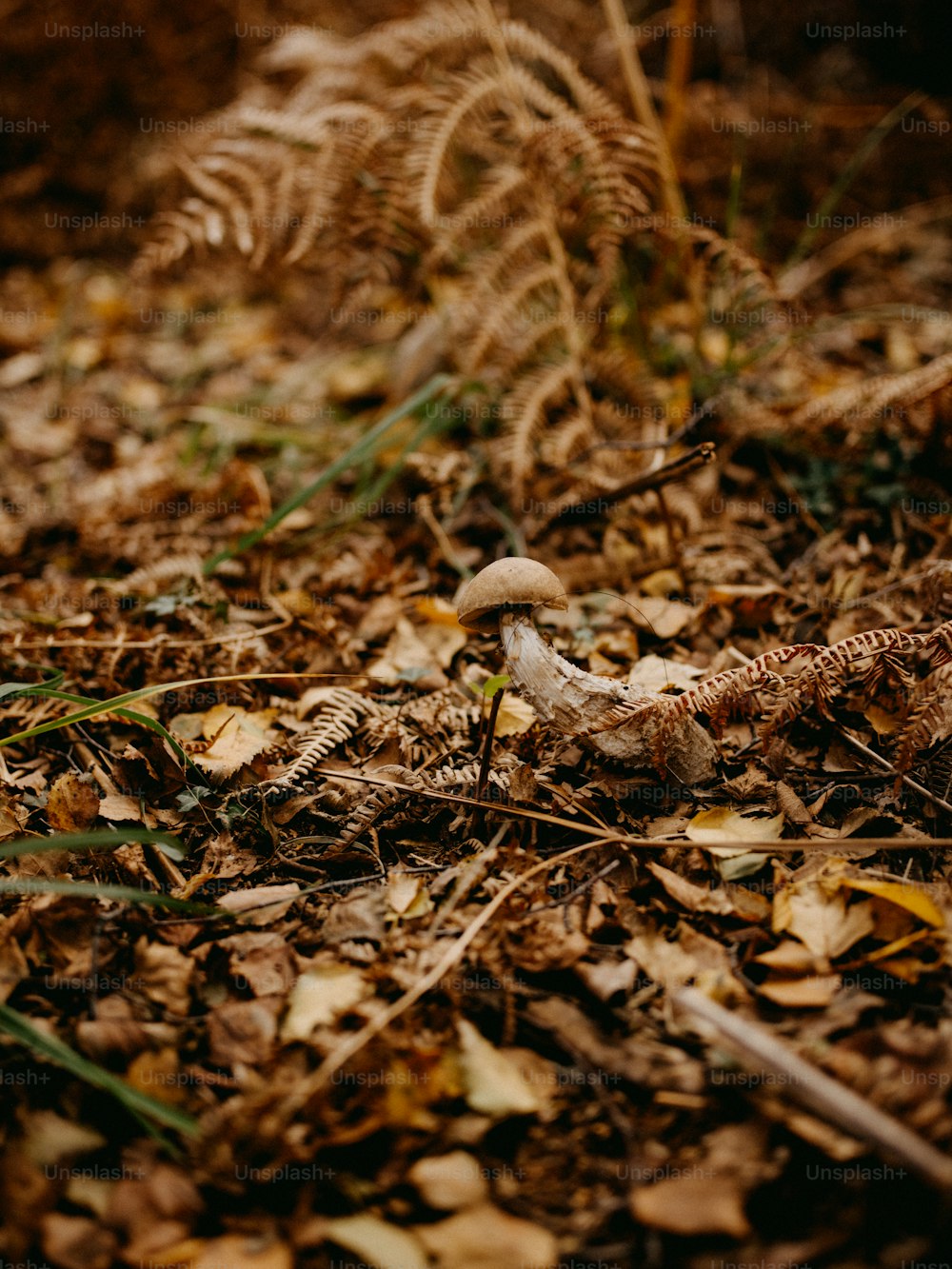 a mushroom sitting on the ground surrounded by leaves