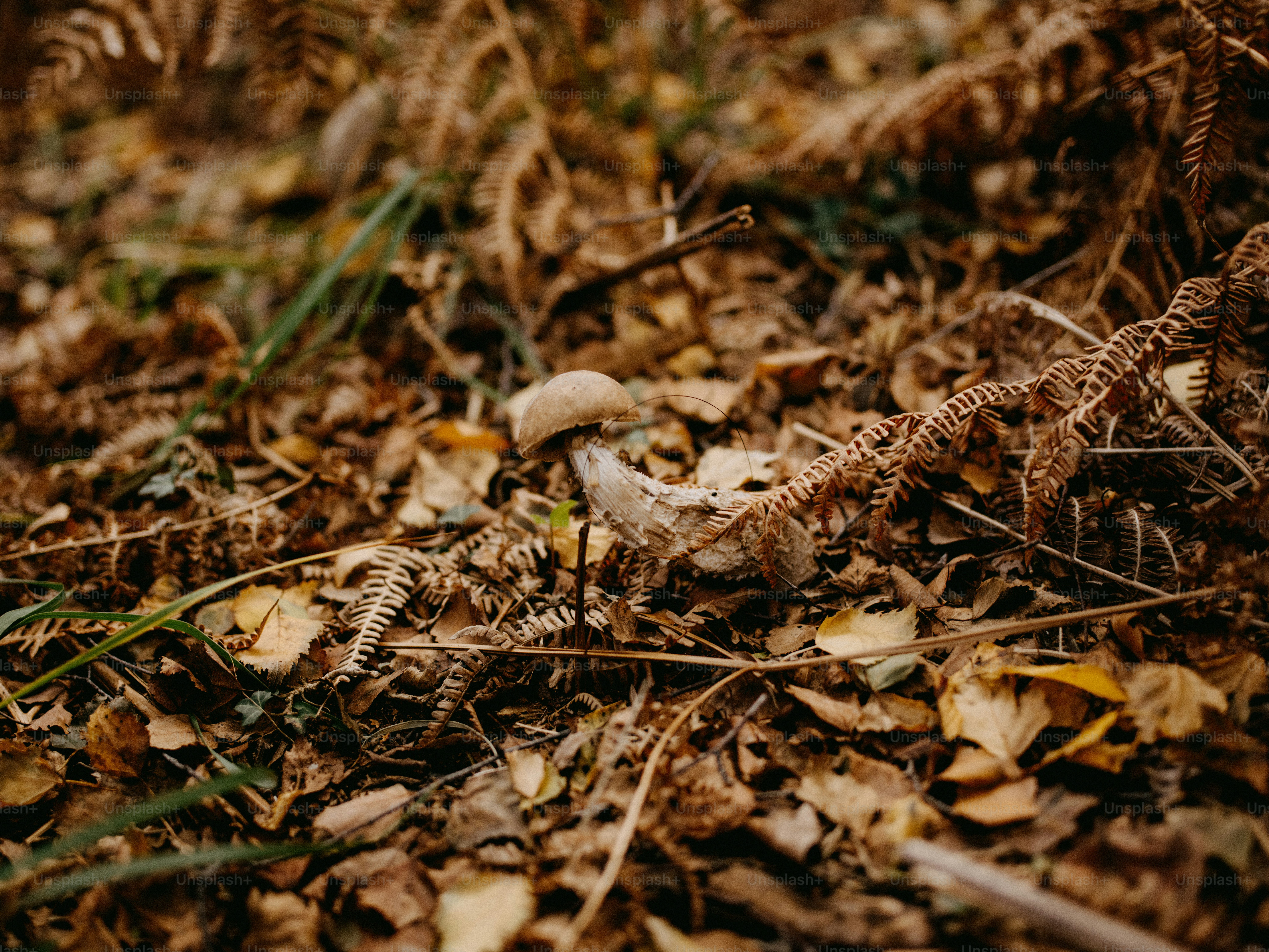 a mushroom sitting on the ground surrounded by leaves