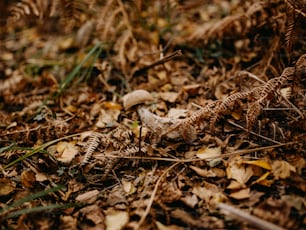 a mushroom sitting on the ground surrounded by leaves