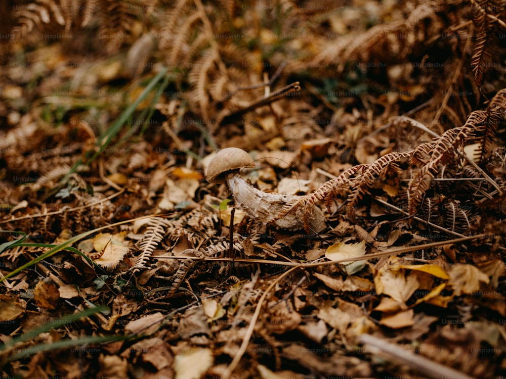 un fungo seduto a terra circondato da foglie