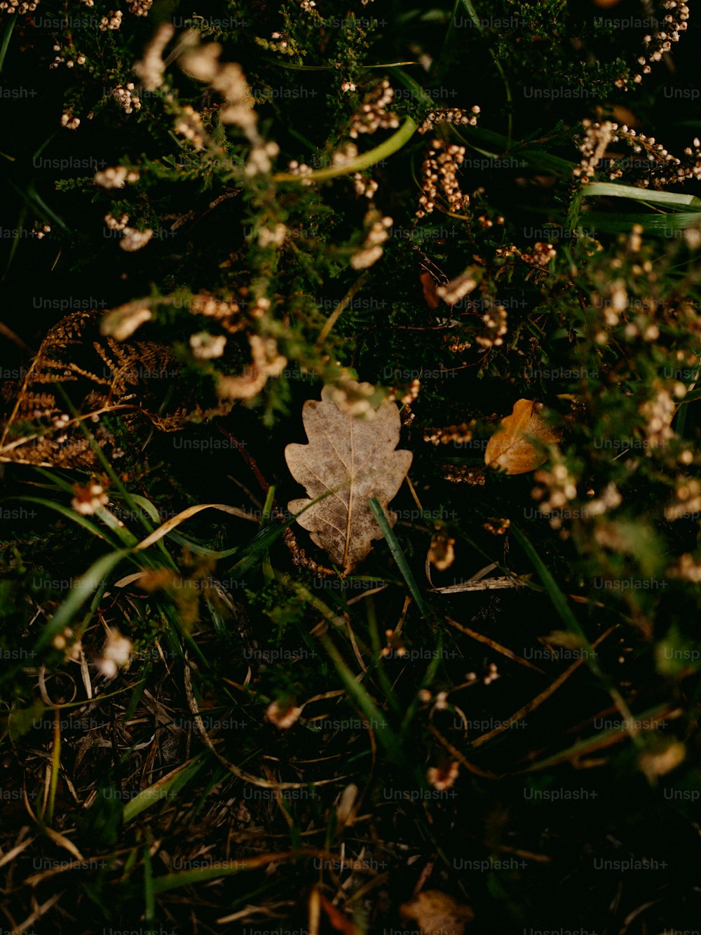 풀밭에 앉아있는 나뭇잎