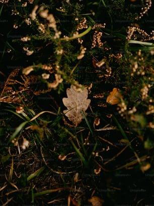 a leaf that is sitting in the grass