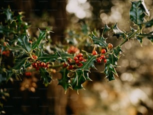 un ramo di agrifoglio con bacche rosse e foglie verdi